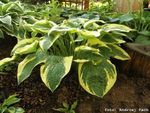 Funkia (Hosta) Wide Brim sadzonka zdjęcie 3
